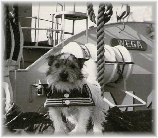 Bordhund-Teddy-tender-oste-1 Bordhund-Teddy-tender-oste-1