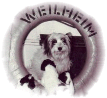 eidechse_weilheim103