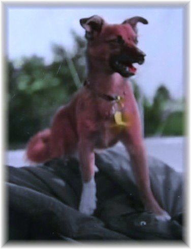 Wespee Bordhund Pluto Wespee Bordhund Pluto