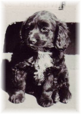 eidechse_blacky_jung_horten