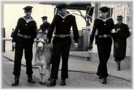 mus_fridolin_pueschel1 mus_fridolin_pueschel1
