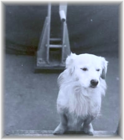 uw5_Bordhund-PuetzII