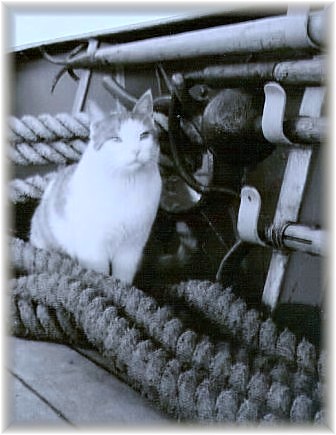 wespe5_bordkater_peter2 wespe5_bordkater_peter2